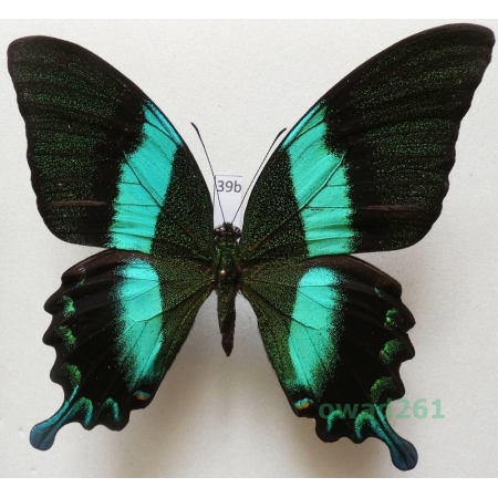 Papilio blumei Boisduval, 1836 Indonesia, Sulawesi 97mm39b